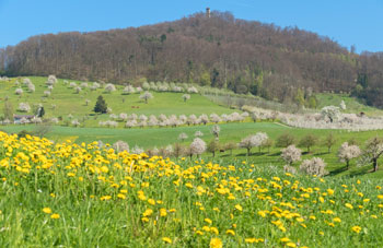 thumb 58f1ce3d59a0a14d065f1302;BL;zwischen Magden und Maisprach;Ricklin;Andreas